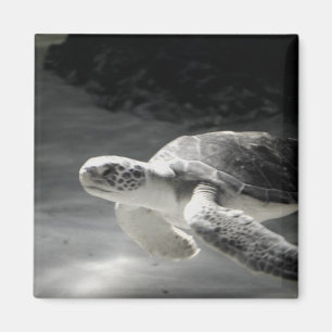 Schildkröte Magnet