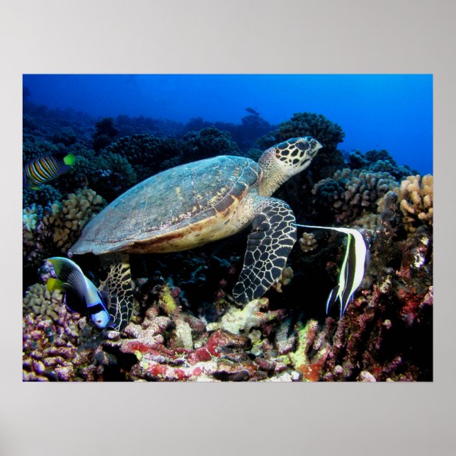 Schildkröte mit Fischplakat Poster (Vorne)
