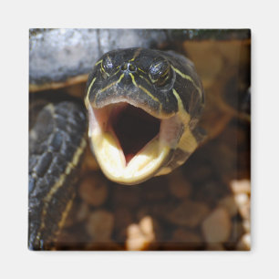 Schildkröte mit Mund-offenem Magneten Magnet