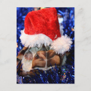 Schildkröte mit Razorunterlage, Weihnachtsmannmütz Feiertagspostkarte