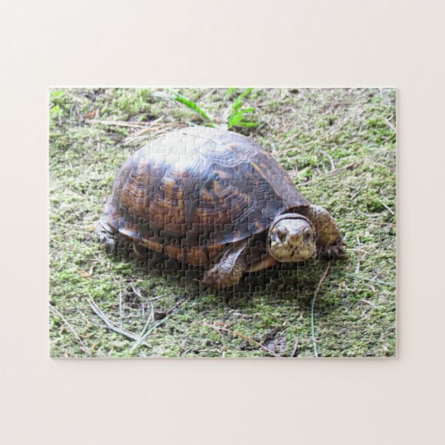 Schildkröte - moosiger Weg (Horizontal)