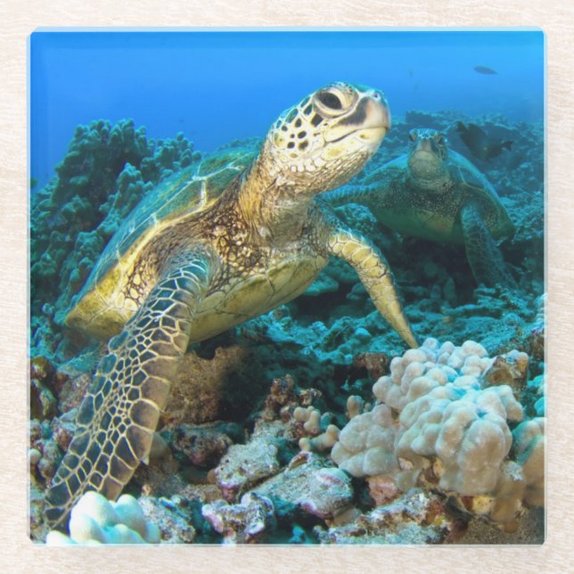 Schildkröte-Paare Glasuntersetzer (Vorderseite)