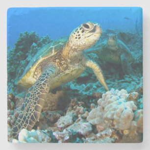 Schildkröte-Paare Steinuntersetzer