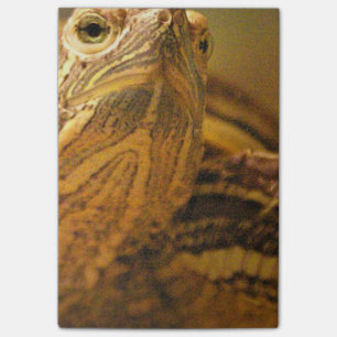 Schildkröte Post-it Klebezettel