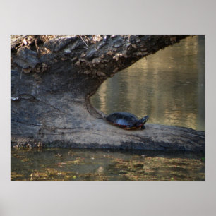 Schildkröte Poster