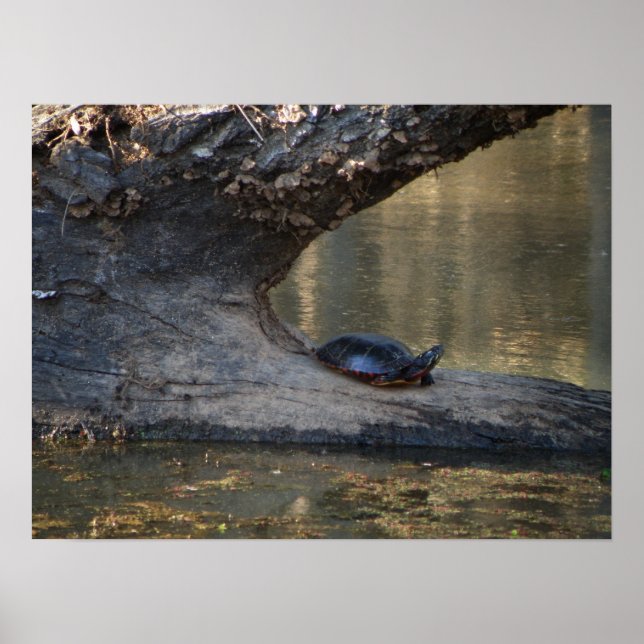 Schildkröte Poster (Vorne)