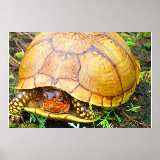 Schildkröte Poster (Vorne)