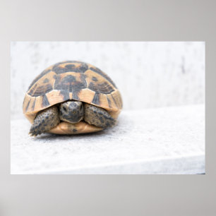 Schildkröte Poster