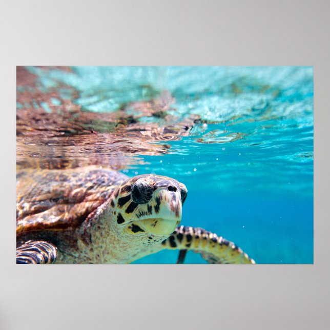 Schildkröte Poster (Vorne)