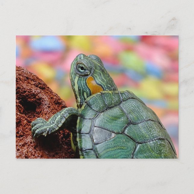 Schildkröte Postkarte (Vorderseite)