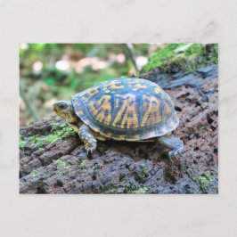 Schildkröte Postkarte