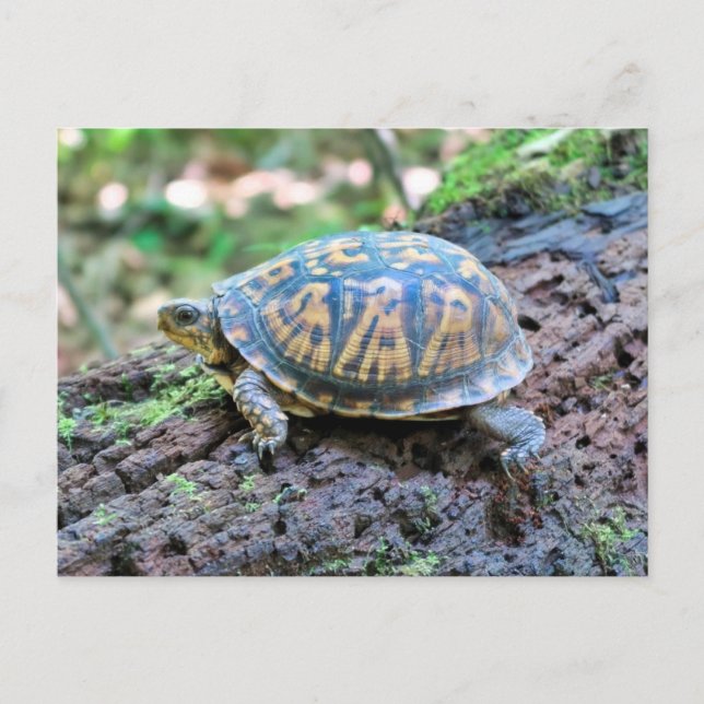 Schildkröte Postkarte (Vorderseite)
