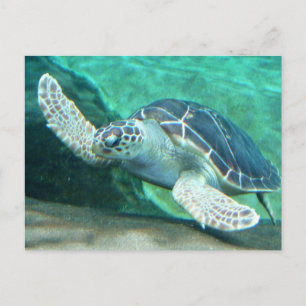 Schildkröte Postkarte