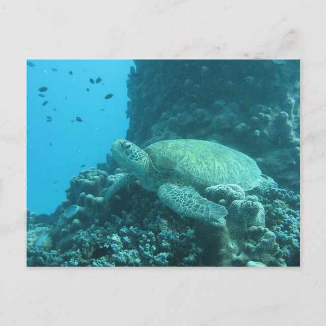 Schildkröte Postkarte (Vorderseite)