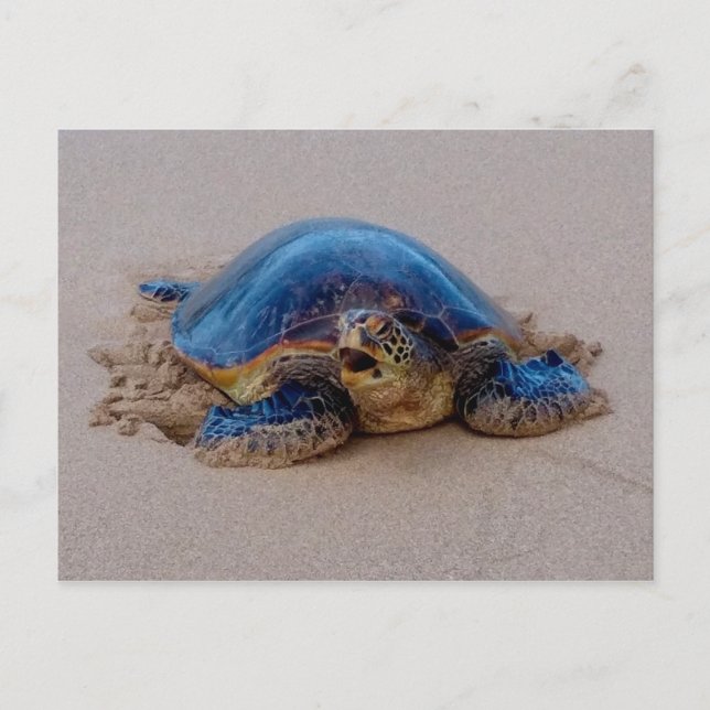 Schildkröte Postkarte (Vorderseite)