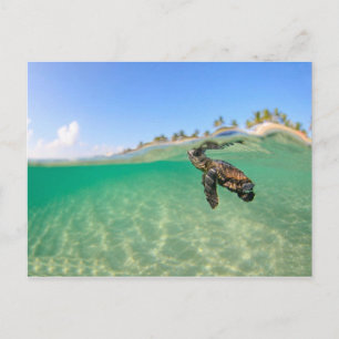 Schildkröte Postkarte