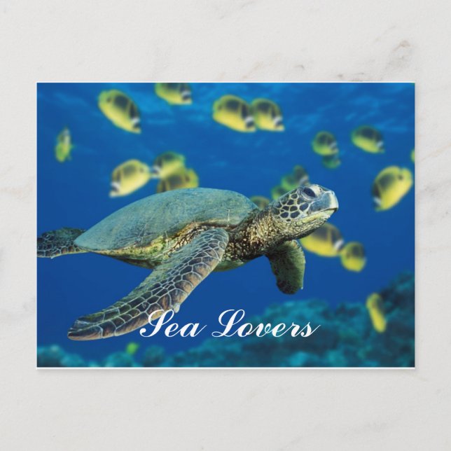 Schildkröte Postkarte (Vorderseite)