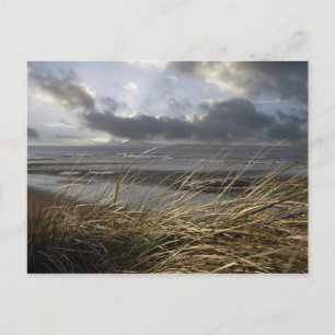 Schildkröte Postkarte