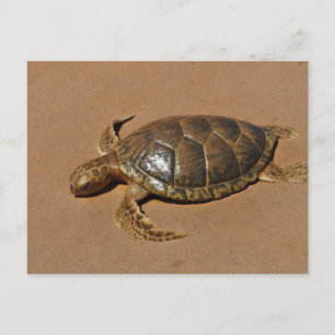 Schildkröte Postkarte
