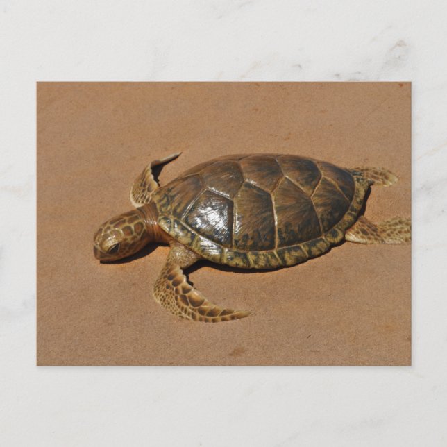 Schildkröte Postkarte (Vorderseite)