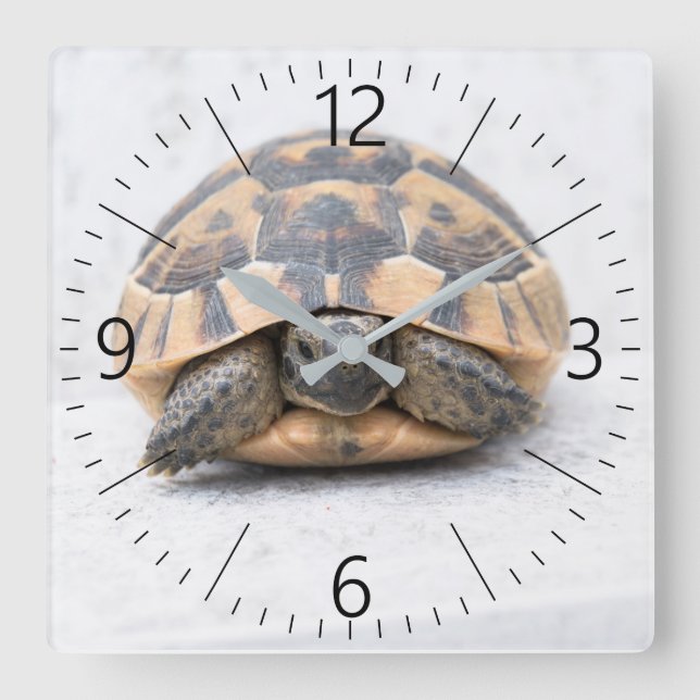Schildkröte Quadratische Wanduhr (Vorderseite)