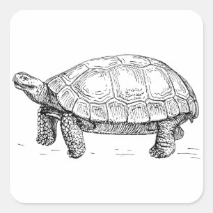 Schildkröte Quadratischer Aufkleber
