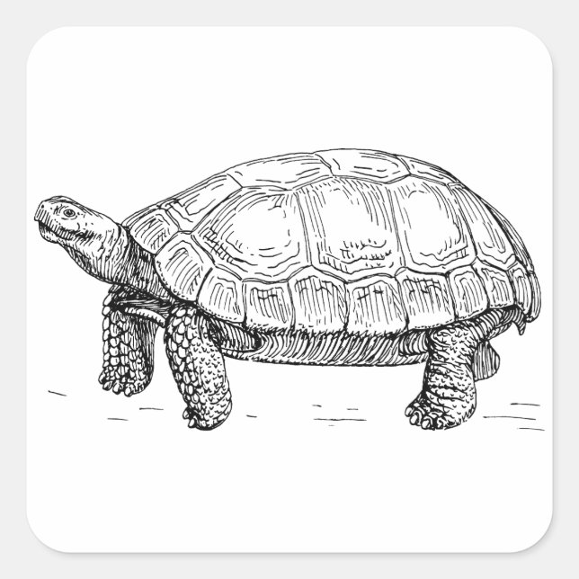 Schildkröte Quadratischer Aufkleber (Vorderseite)