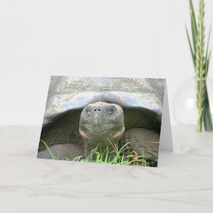 Schildkröte, Santa- Cruzinsel, Galapagos Karte