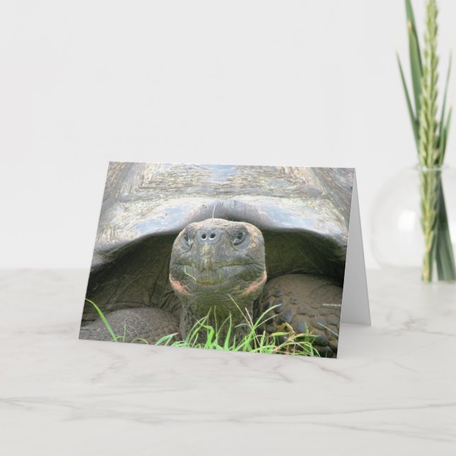Schildkröte, Santa- Cruzinsel, Galapagos Karte (Vorderseite)