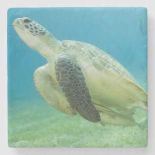 Schildkröte Steinuntersetzer