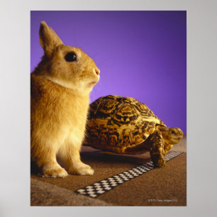 Schildkröte und die Hasen Poster