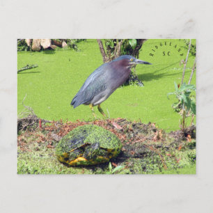 Schildkröte und Heron South Carolina Postkarte