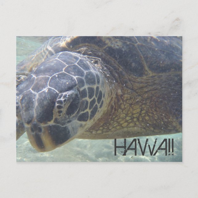 Schildkröte-Unterwasser-Postkarte Postkarte (Vorderseite)