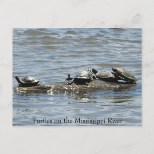 Schildkröten auf einem Log auf dem Mississippi-Fot Postkarte