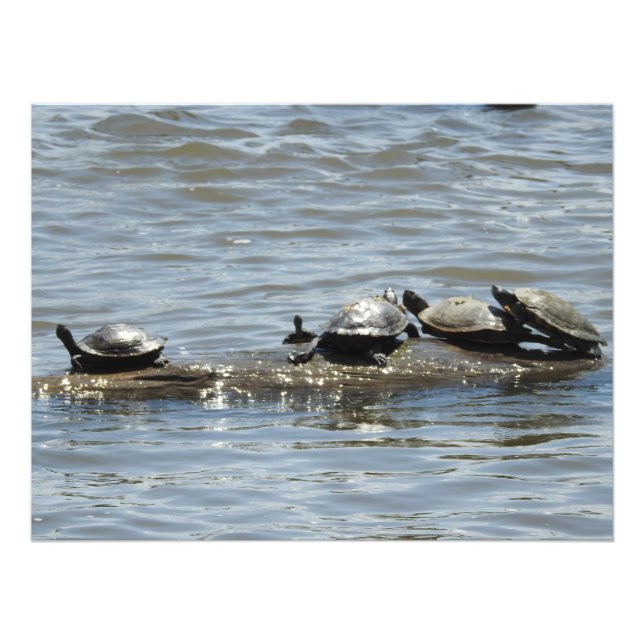 Schildkröten auf einem Rundgang auf dem Mississipp Fotodruck (Vorne)