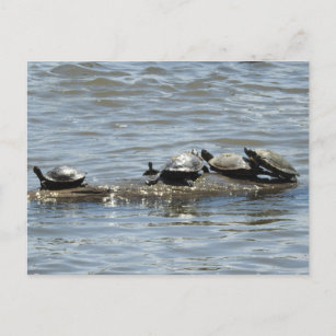 Schildkröten auf einem Rundgang auf dem Mississipp Postkarte