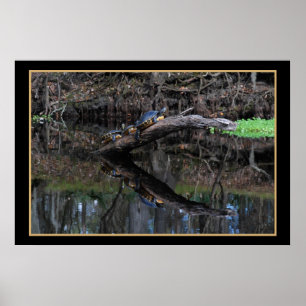 Schildkröten auf Santa Fe River 520 Poster