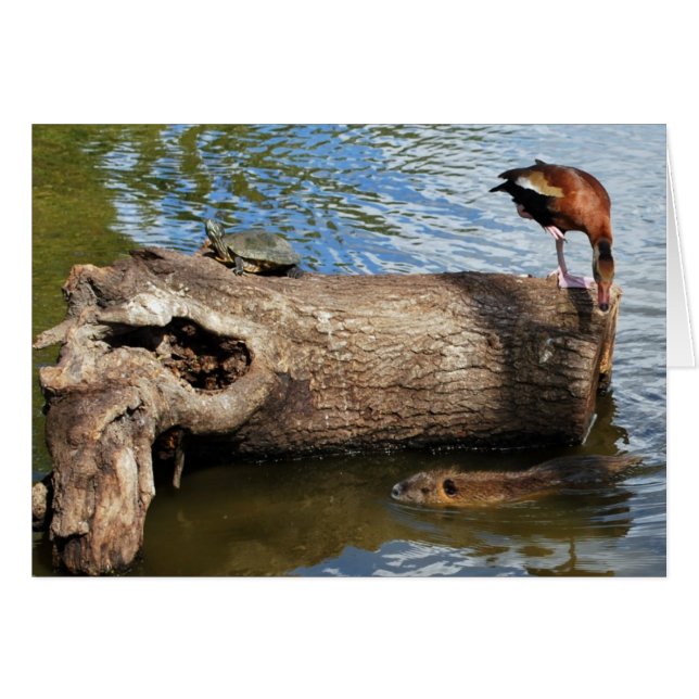 Schildkröten, Enten und Nutria (Vorderseite (Horizontal))