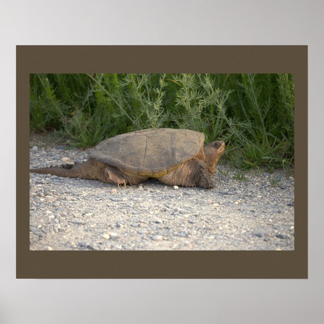 Schildkröten-Foto-Poster Poster (Vorne)