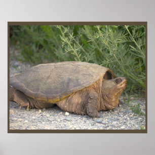 Schildkröten-Foto-Poster Poster