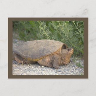 Schildkröten-Foto-Postkarte Postkarte