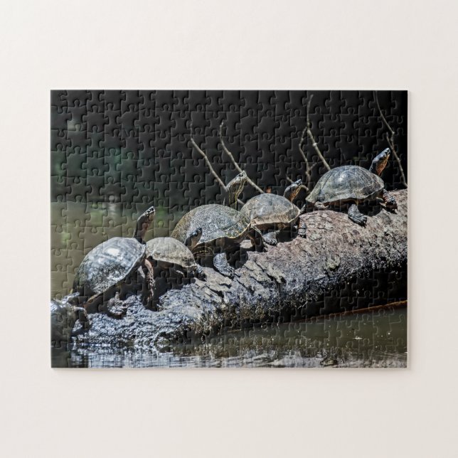 Schildkröten im Tortuguero Nationalpark - Costa Ri (Horizontal)