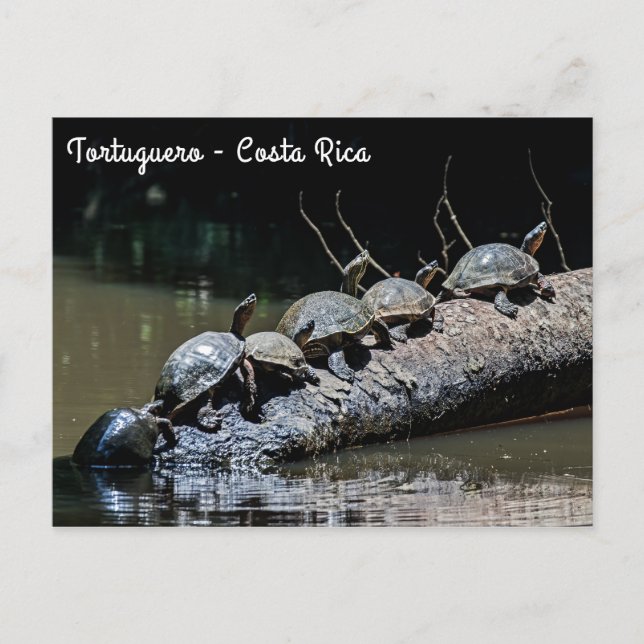 Schildkröten im Tortuguero Nationalpark - Costa Ri Postkarte (Vorderseite)