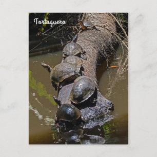 Schildkröten im Tortuguero Nationalpark - Costa Ri Postkarte
