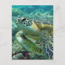 Schildkröten in Hawaii