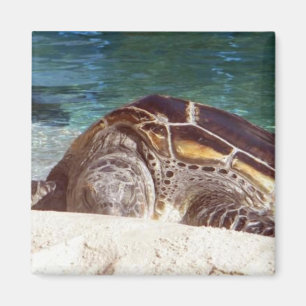 Schildkröten Kunst Kühlschrankmagnet
