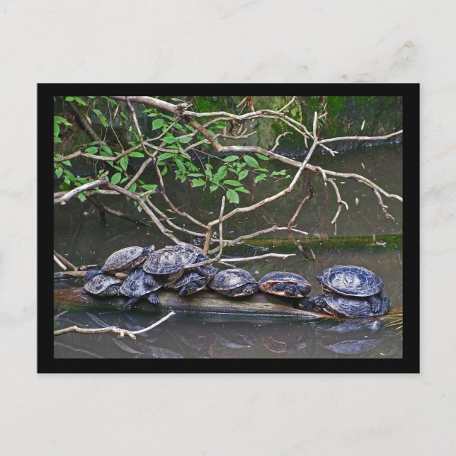 Schildkröten Postkarte (Vorderseite)