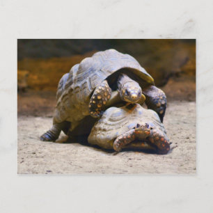 Schildkröten Postkarte