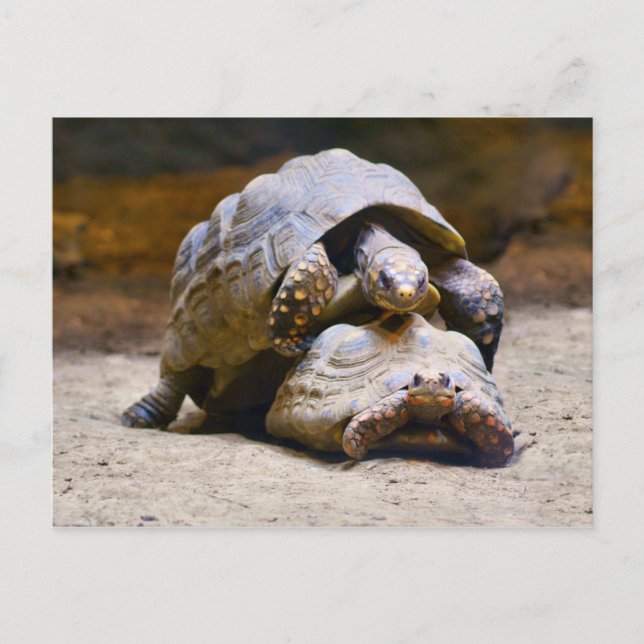 Schildkröten Postkarte (Vorderseite)
