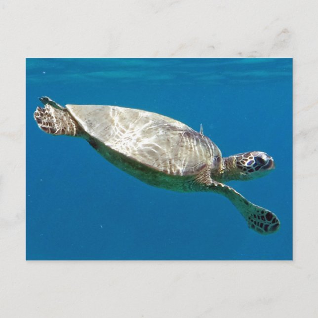 Schildkröten Postkarte (Vorderseite)